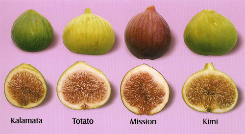 Figs, Other
